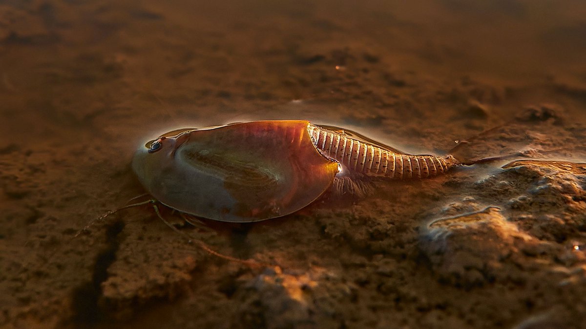 V CHKO Brdy se právě teď líhnou listonozi letní, tvorové, kteří připomínají dávné trilobity. Dříve obývali kaluže na pastvinách, cestách nebo v polích. Ty z naší upravené krajiny téměř zmizely, takže v některých případech oceňujeme pojezdy těžké vojenské techniky.