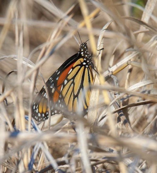 Guess what’s back?! Monarch Monday! I came across my first Monarch of the season. It tried to hide but its beautiful colors stood out among last year’s dead prairie grasses. #monarch #butterfly #northdakota #prairie