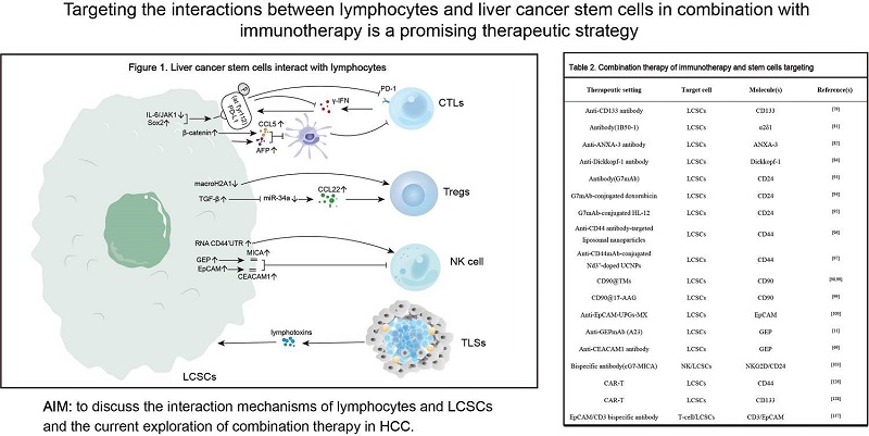 💥Targeting the interactions between #lymphocytes and #liver cancer stem cells in combination with #immunotherapy is a promising #therapeutic strategy 🎀More information: oaepublish.com/articles/2394-… 📋CD8+ cytotoxic T lymphocytes 📋Regulatory T Cells 📋Natural killer cells