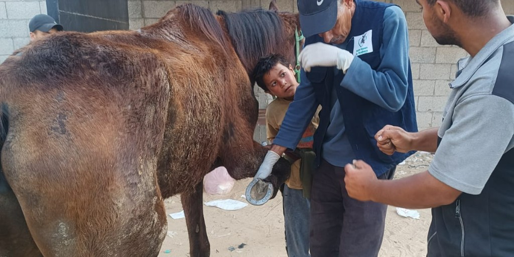 ⛑️ Gaza's Heroes: Bringing Hope to Animals in Urgent Need 👏 🆘 Our team risks all to treat sick & injured donkeys & horses in Gaza. Road destruction makes it tough, but your donation delivers hope to these animals in desperate need of our help - thanks 🙏ow.ly/BQbj50RTQZj