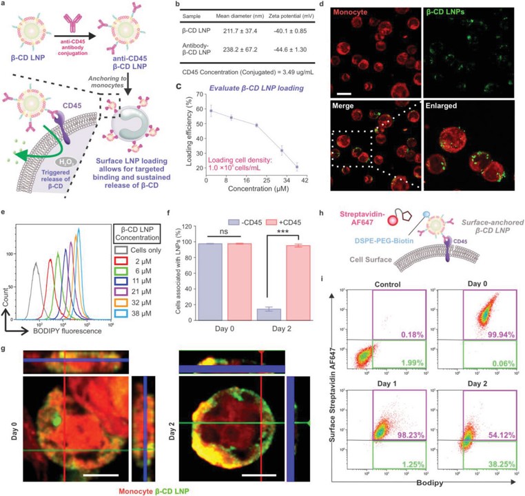 Improving CAR macrophage efferocytosis: KiBum Lee and collaborators at @RutgersU developed a chimeric antigen receptor (CAR) macrophage. This engineered macrophage is capable of targeting and engulfing phagocytosis-resistant apoptotic cells expressing CD47
onlinelibrary.wiley.com/doi/10.1002/ad…