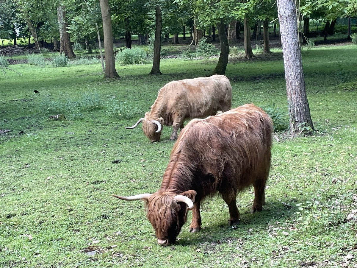 @AlainHanel Des vaches écossaises dans l’Essonne !