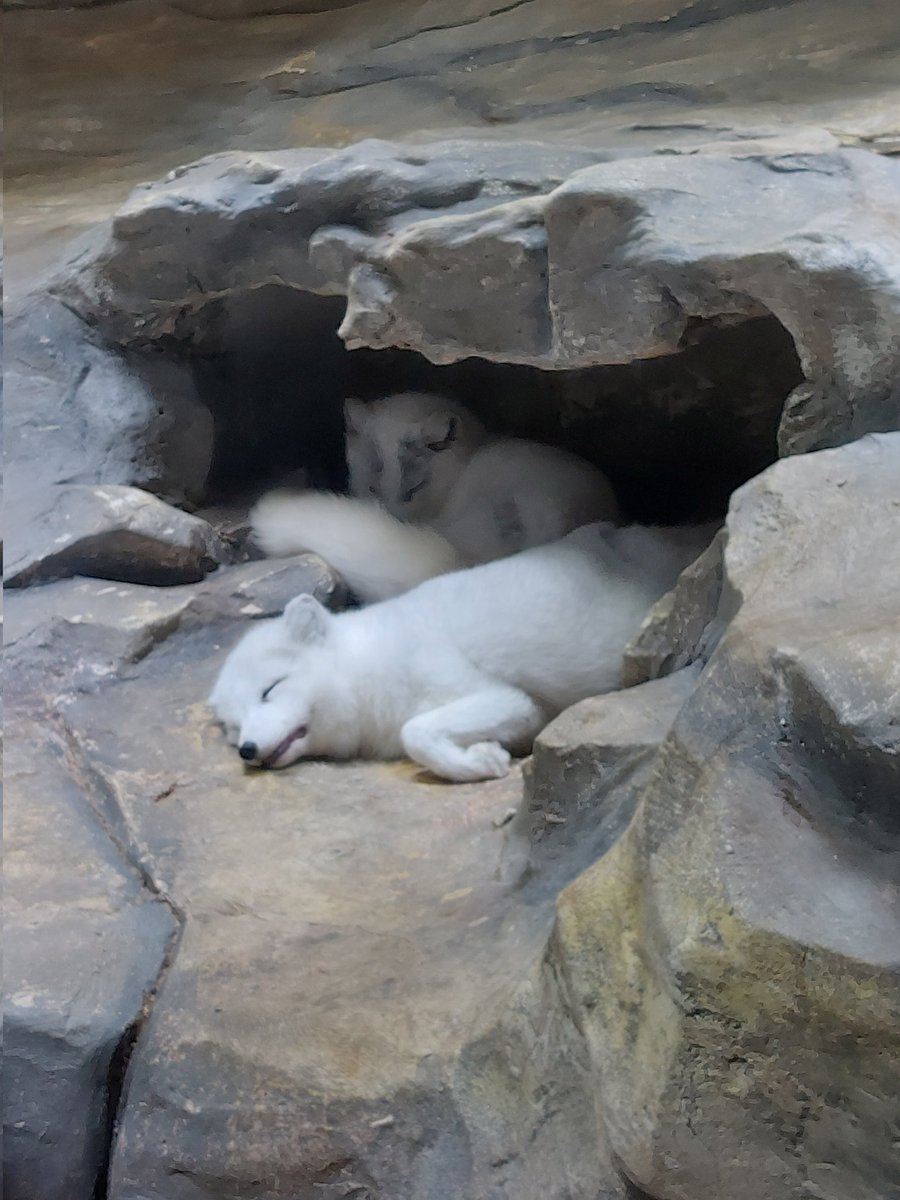 雪狐真的是我上班唯一的小確幸🥺🥺🥺🥺
我好想去當飼養員……