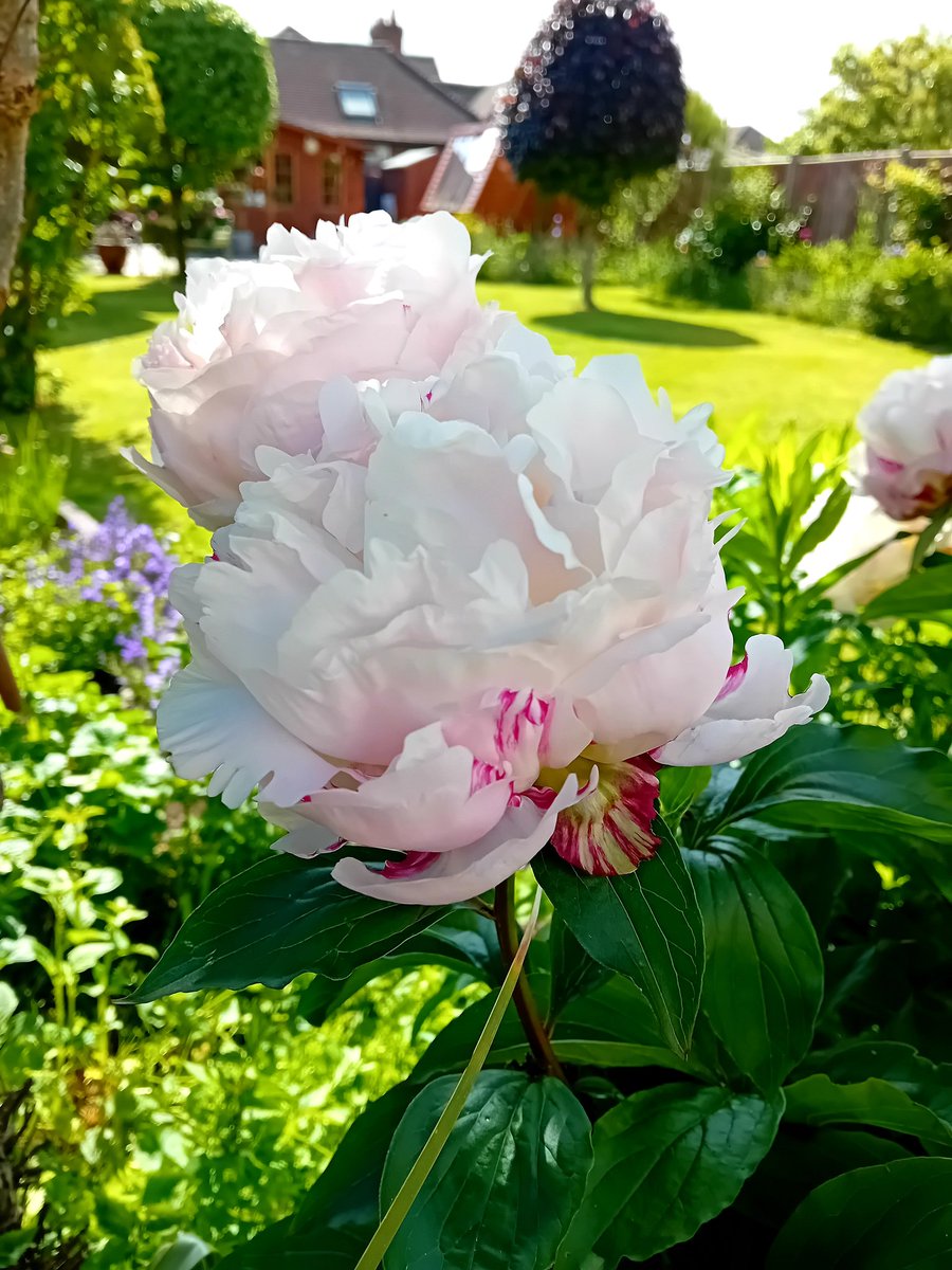 Good morning my friends, Happy Monday to you all 😘 My peonies in my garden are looking lovely. Always be kind 💞