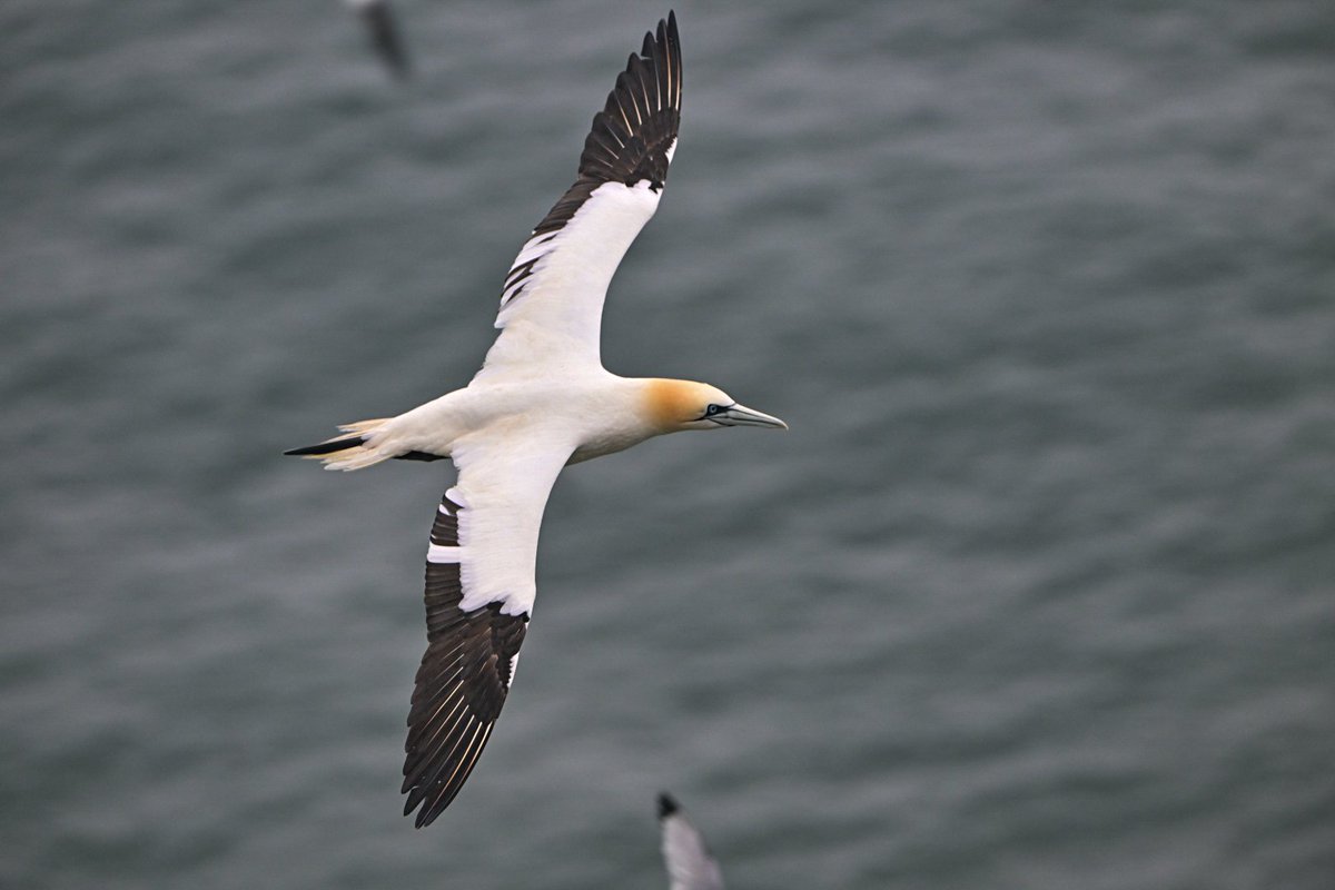 Gannets from around Bempton cliffs 26/5/24 @Bempton_Cliffs