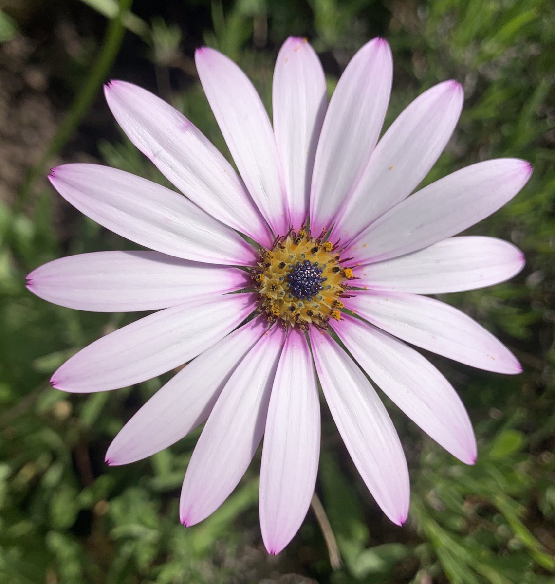 #Diurnal daisy Tell me what you see When you close your petals And go to sleep Do you dream of flirting With bees and butterflies Or yearn for the sun To peep through cloudy skies If you fear the dark I will be your light Open your fragile heart To me. #vss365