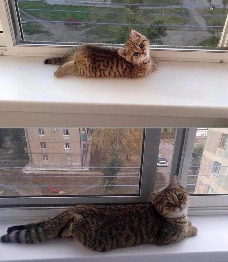 PunchingCat's tweet photo. he grew https://t.co/BoLM2CXlg8