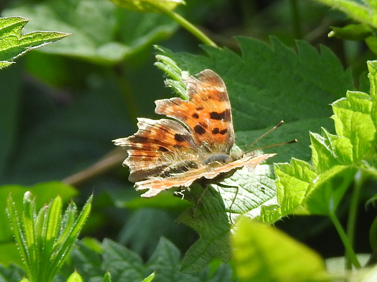 Comma Butterfly resting in a hedgerow on Scribblestown Lane, Finglas, Dublin 11, #Ireland on 11th May 2024. @BrianCrunchie @BioDataCentre Comma Butterflies are a recent species to Ireland and were first seen here in 2000.