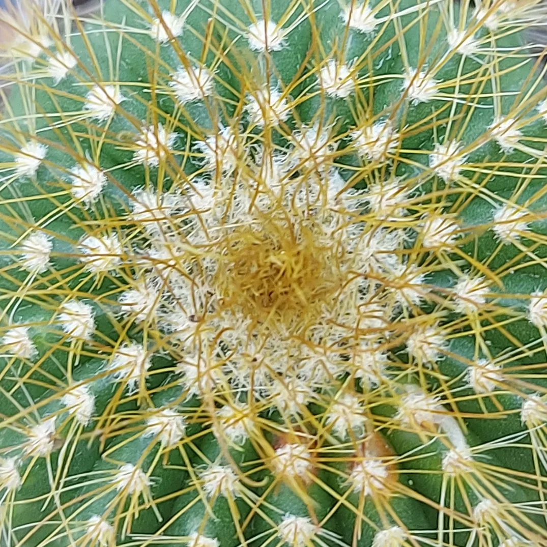 Cacti inspired sculpture.
#textileart #textileartist #cacti #recycle #reuse #nature  #macrophotography #contemporarytextileart