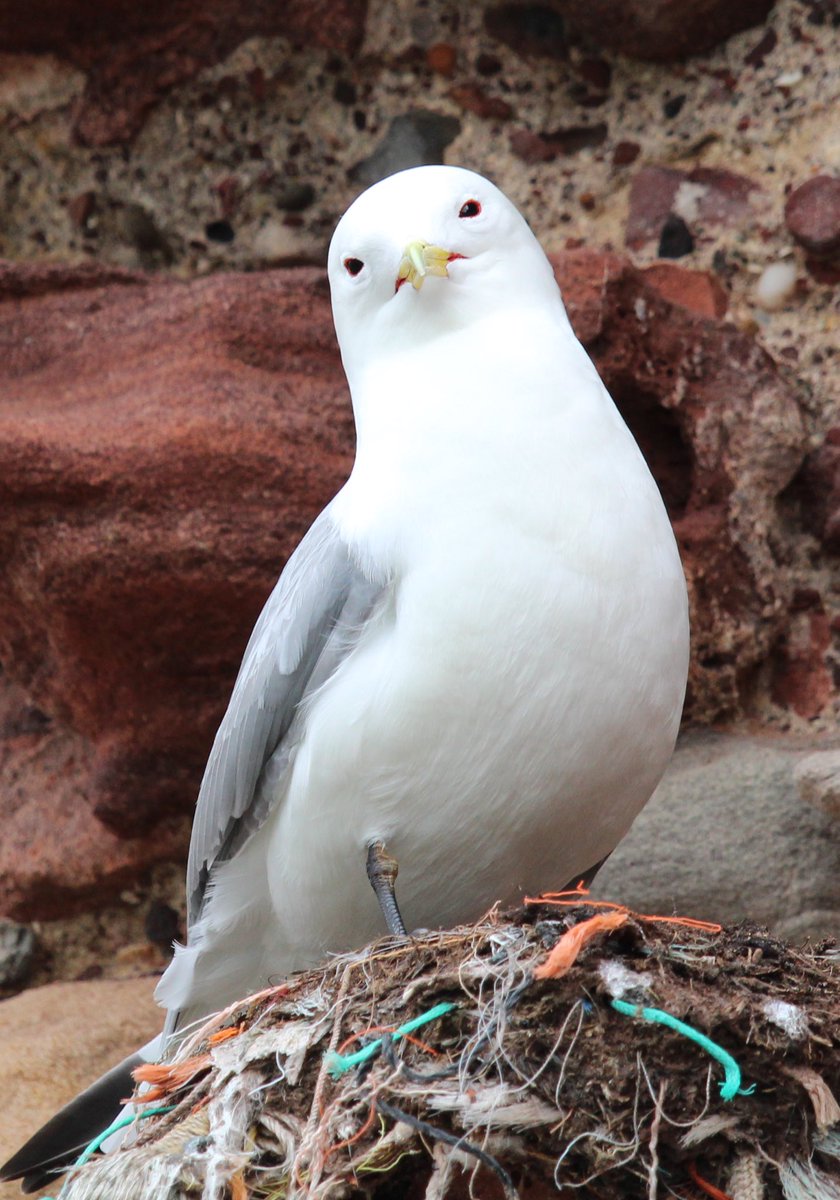 Strong 'Penguin from Madagascar movie' vibes from this #Dunbar Kittiwake yesterday…
@Steveredwolf @birdcrazed6 @HamishCumming 
@sykesjeff @hertskingfisher @Aintright_bl9 @Natures_Voice @paulhayes55 #birds @RSPBScotland @glenisilla @CheepBirds