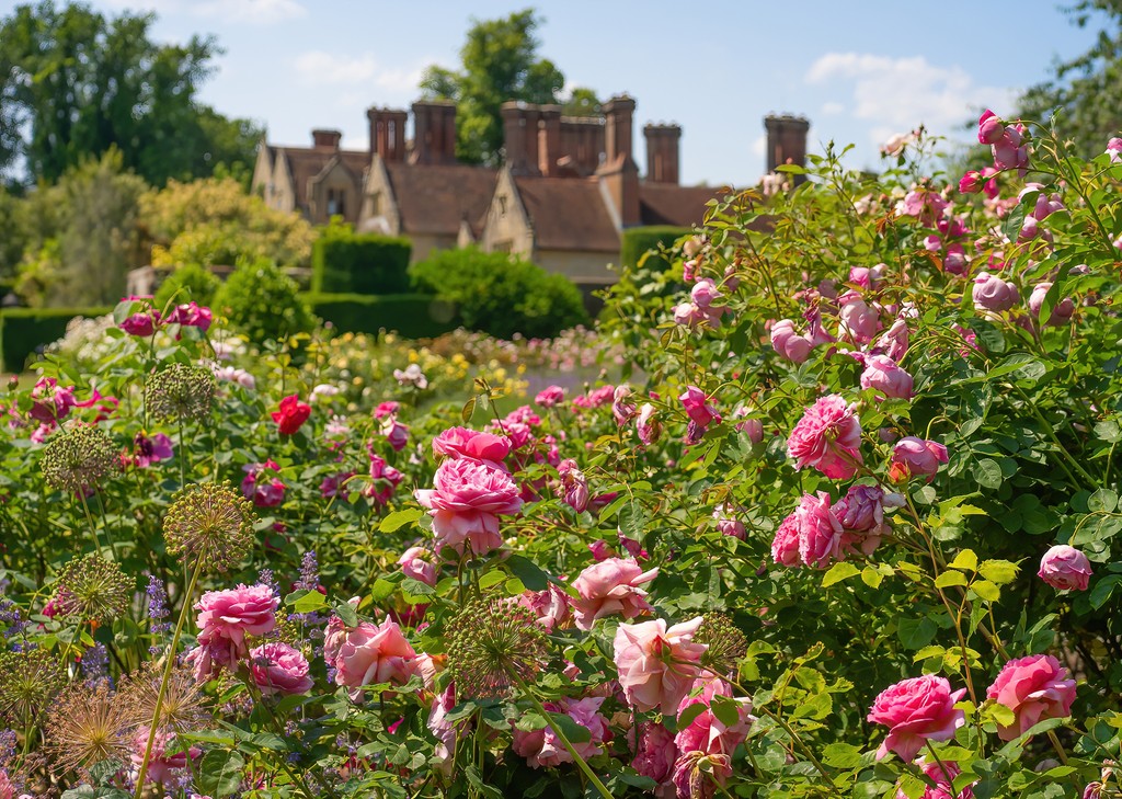 Join us from 10th-21st June to experience the beauty of our #RoseGarden at its peak, where over 750 @DAustinRoses create a stunning display of colour & fragrance. Immerse yourself in our #Roses in Bloom event & discover tips for growing & caring for them in your own #garden.