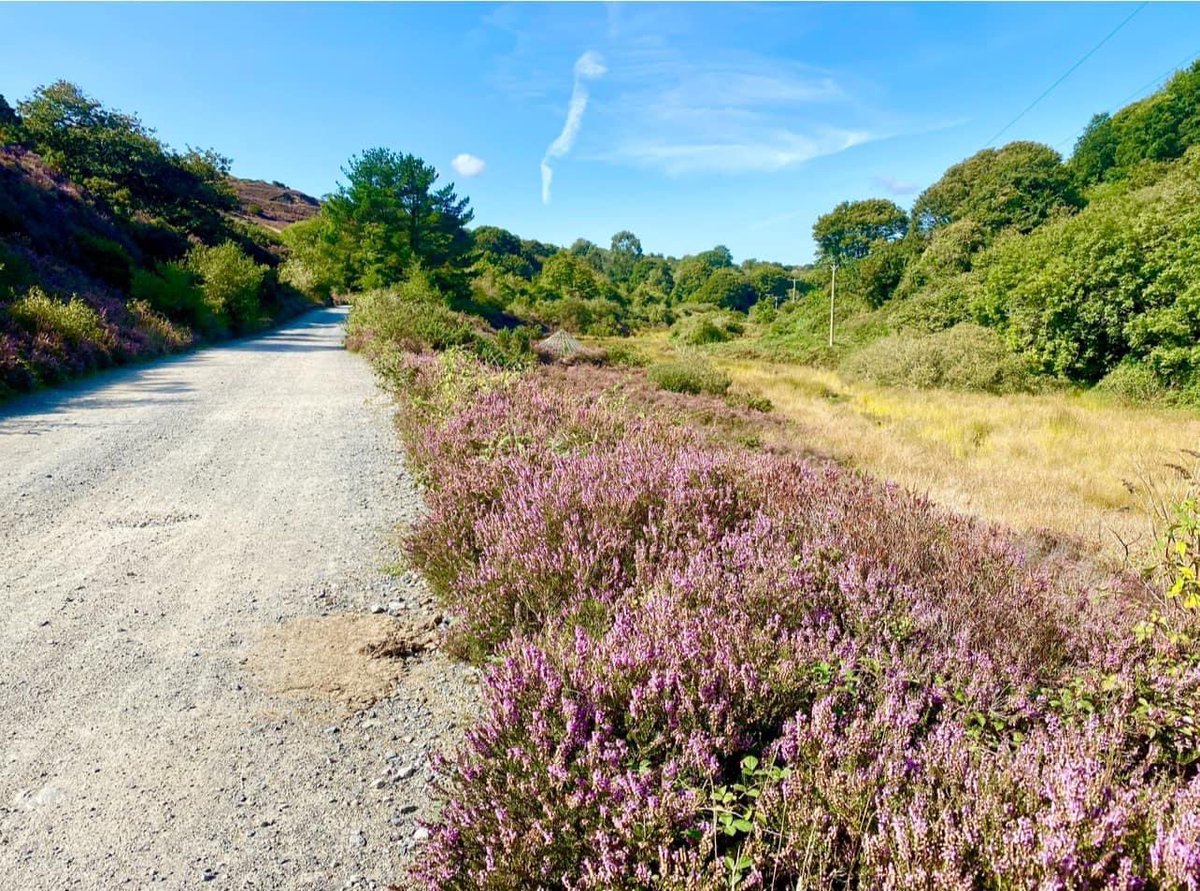 MineralTrails's tweet image. The Coast to Coast Trail at Twelveheads in Cornwall. Download a FREE map showing this trail and all of the other local cycling trails at mineraltrails.com

 #Cornwall #freemap #touristmap #vacation #travel #tourism #cycletrails #mineraltrails #cycling