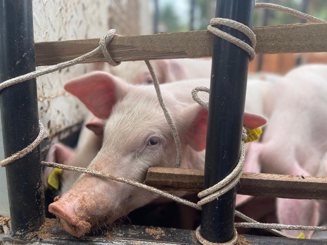 More than 3,000 pigs were distributed to farmers nationwide by @naads_ug. 🔗: media.gcic.go.ug/more-than-3000…