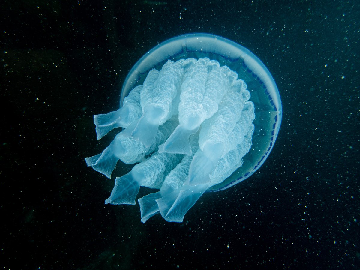 Hyperspace
Coast & Marine, Highly Commended
Grace Bailey

'While ascending from a dive, I encountered a barrel jellyfish. This type of photography is rare, as these jellyfish only visit Jersey waters once a year.' 🪼

#underwaterphotography