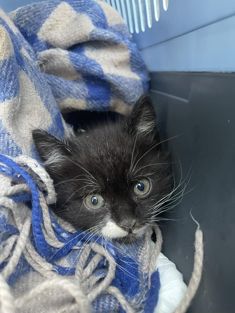 Good morning, friends and happy Monday! Great news: after being trapped in a crawlspace for 4 days, this tiny kitten was finally rescued. Firefighters, police, and construction workers took part in the rescue to the applause of the neighbourhood. #CatsOnX #CatsOnTwitter 😺❤️❤️👋