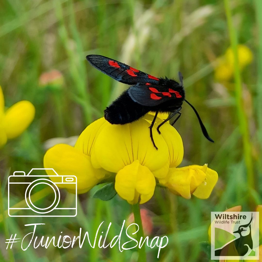 Our junior wildlife photography competition is now OPEN for entries! 🎉

If you're aged 15 and under, we want to see your best photograph of wildlife in Wiltshire. Enter by 1 July for your chance to win a prize! wiltshirewildlife.org/wiltshire-wild… 

#HalfTerm #MondayMotivation #BankHoliday