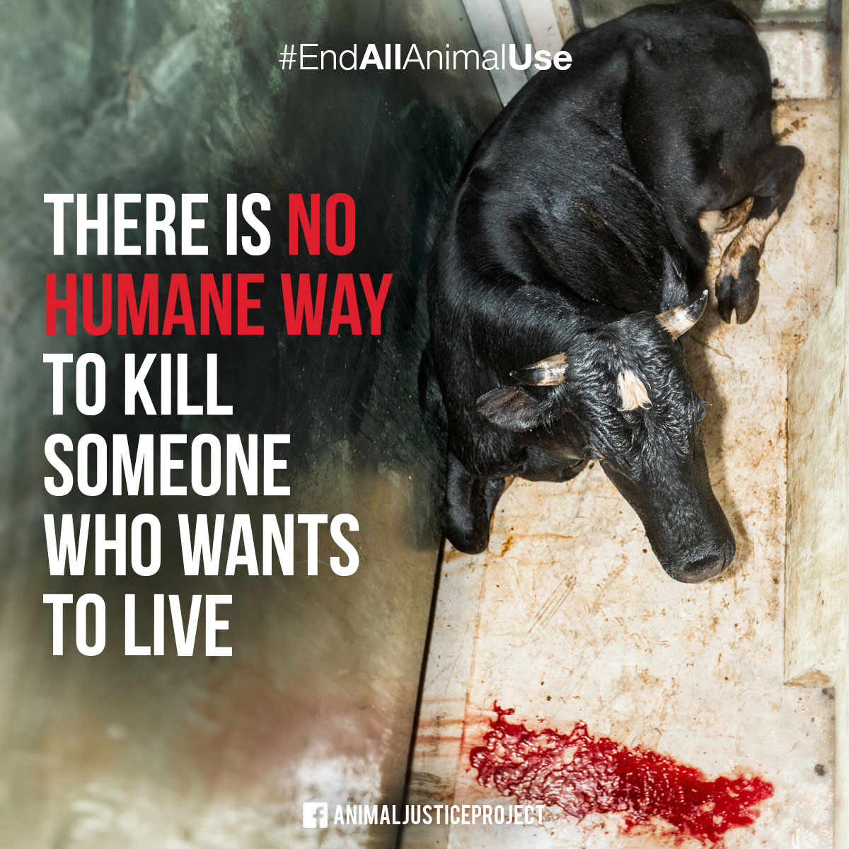 ✊ There is no humane way to kill someone who wants to live. Don't be fooled by industry marketing. Think critically and choose compassion. Go vegan and advocate for a future where all animals are treated with respect. Support our work: donate.animaljusticeproject.com/main #EndAllAnimalUse