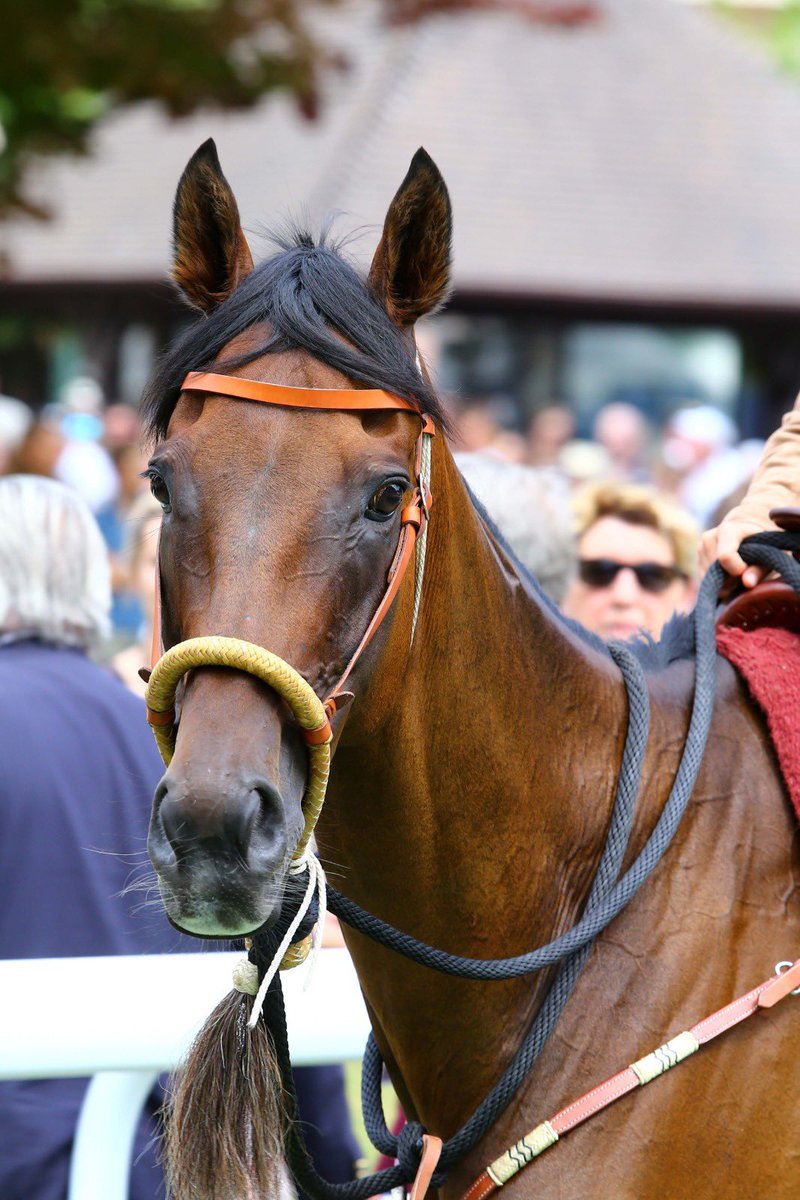 francegalop's tweet photo. Dimanche l'incroyable Cirrus des Aigles sera notre cheval ambassadeur sur l'hippodrome de #Chantilly. Venez le rencontrer ! 
#Qatar #JockeyClub #RaceAndCare #Reconversion @RaceandCare @Audeladespistes https://t.co/UhnUOdK5C3