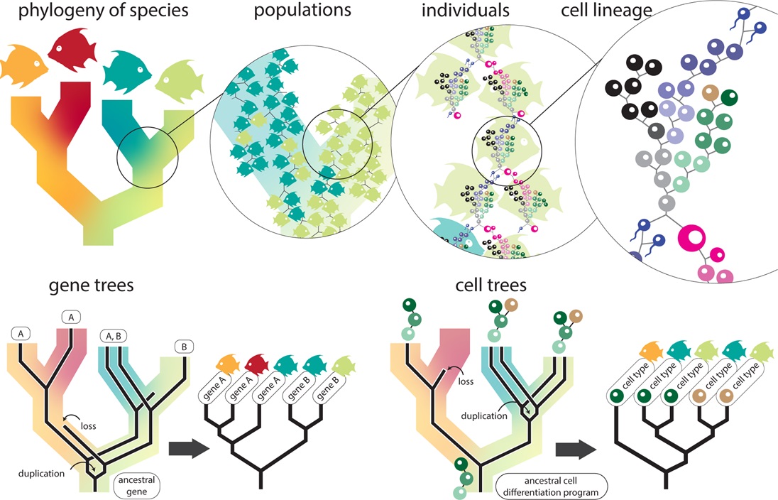 Comparing #scRNAseq data across species: Sam Church, <a href="/jasminelmah/">Jasmine Mah @jmah@ecoevo.social</a> &amp; <a href="/caseywdunn/">Casey Dunn</a> argue that, by integrating #phylogenetic approaches into scRNA-seq analyses, hypotheses about gene &amp; cell #evolution can be robustly tested #PLOSBiology plos.io/4bx61wx