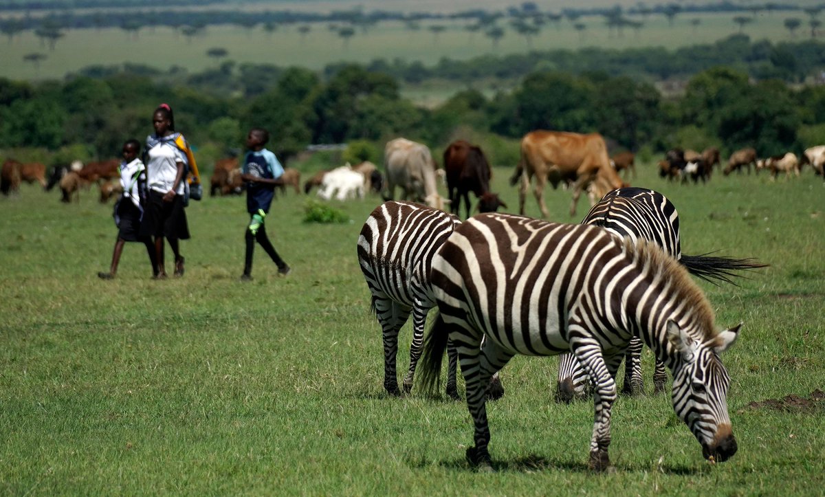 How do #Maasai communities in #Kenya coexist with wildlife? Discover how an #IKI project supports them with predator deterrent lights and beekeeping initiatives to protect their livelihoods and promote harmony with nature. 🐘🦓🐆 #biodiversity Read now ➡ international-climate-initiative.com/NEWS2702-1