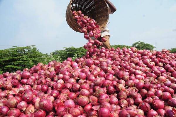 For the first time in the country’s history, the export of onions from #Pakistan has exceeded $210 million, and it is projected to reach $250 million by the end of this year, setting a new record. 

According to spokesperson of Pakistan Fruit and Vegetable Exporters Association,