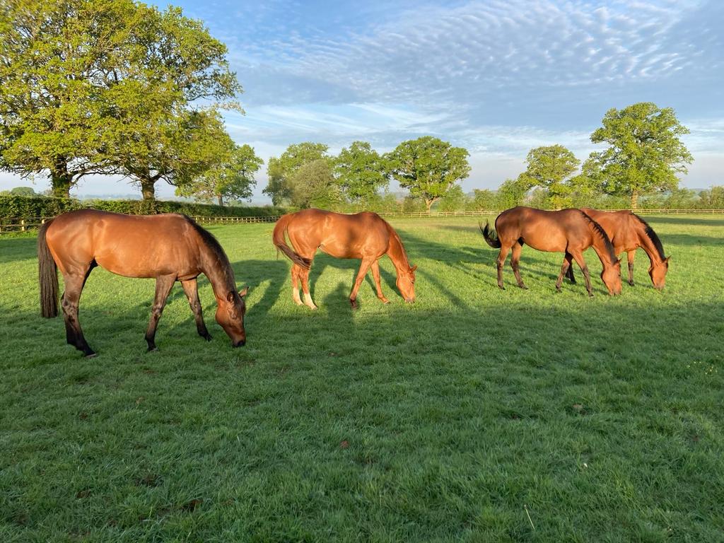 Summer lovin' ☀️ #happyhorses #summerholidays #restandrelaxation #sunnyday #playtime #grazing #Herefordshire