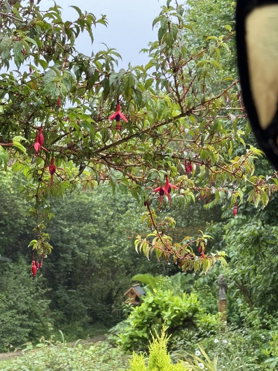 Fuschia in bloom by my kitchen window this morning.