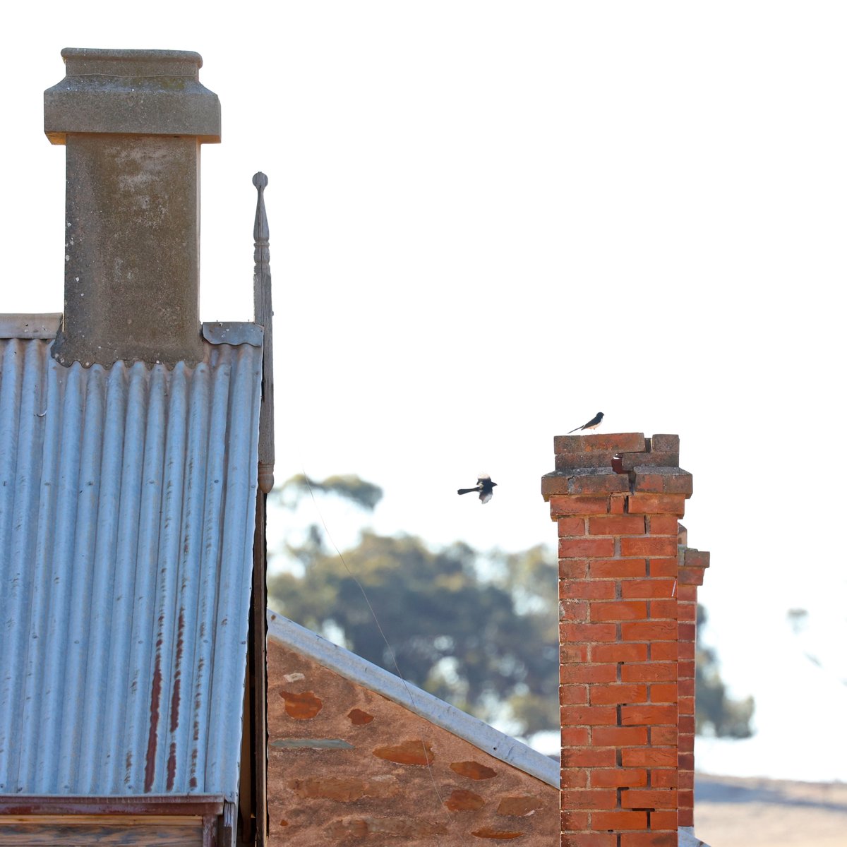 Willie wagtails on a ruin at Australia Plains, South Australia.