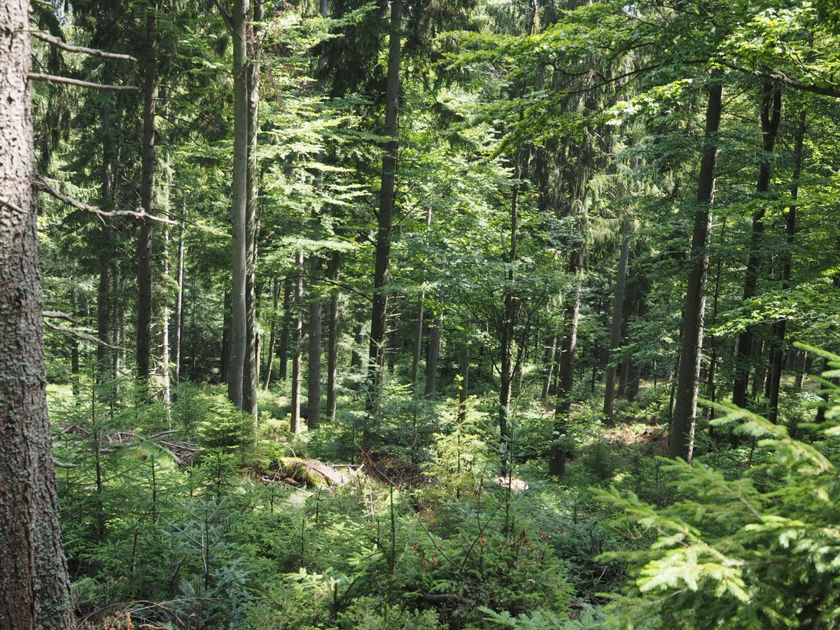 🌳 We’ve rescheduled our Continuous Cover Forestry Event for 7th June! Led by Jonathan Hulston @north_Wales_WT we’ll look at the principles of irregular high forest silviculture 👉 rwtwales.org/events/2024-06…