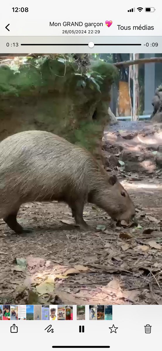 Ceci 👇 est un capybara. Un animal qu’on ne croise pas à tous les coins de rue, d’après mon eldor’adulte. 🇪🇸 Quelle histoire, hein, @StationSimone ?