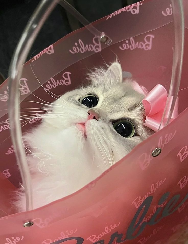 little princess.🥰