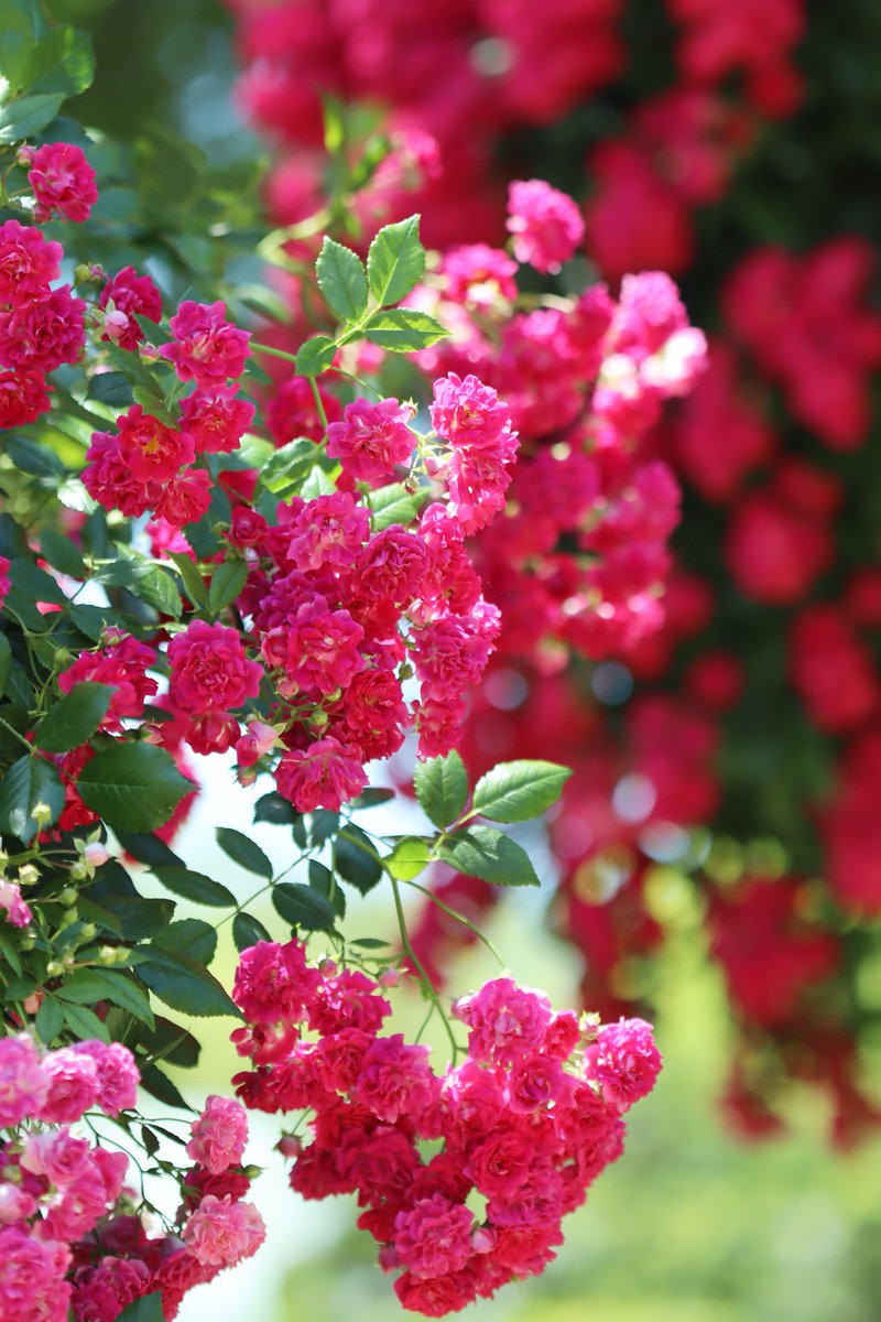 MaririnSiga's tweet photo. 蔓バラ https://t.co/Xfk4phIT7B