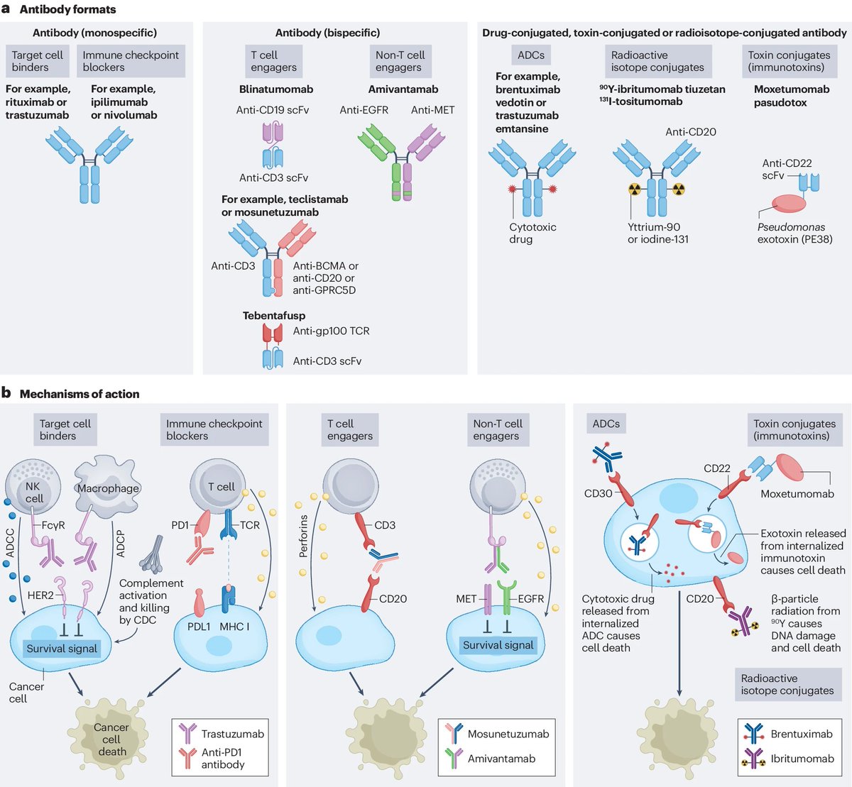 Don´t miss this Review summarizing the different antibody-based approaches for targeting cancer cells including #CheckpointInhibitors, bispecific antibodies and #AntibodyDrugConjugates, as well as strategies that improve efficacy and reduce toxicities. go.nature.com/3wWetGE