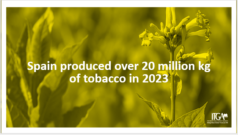 🤔 Did you know that #Spain accounts for a fifth of EU’s #tobacco production?

👉 Become a member to get access to the latest tobacco sector data: tobaccoleaf.org/membership/

#ITGA #TobaccoGrowers