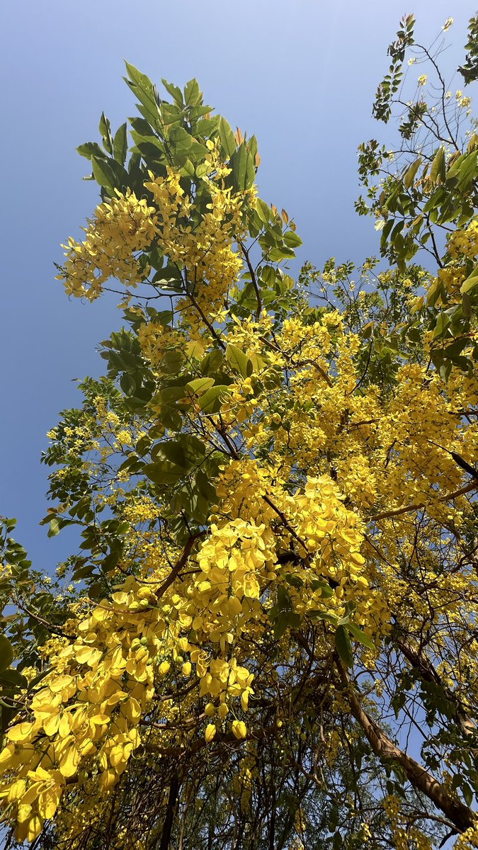 christinedelhi's tweet photo. Yes, it was pretty darn hot, despite a very early start.
But you gotta do what you gotta do.
Had lovely close encounter with a jackal that doesn’t like sliced white bread - can’t say I blame him!
Cleaned up the trash.
Admired the trees.
#thisis70 #dailyexercise #delhi #india https://t.co/aS8zjqe4dw