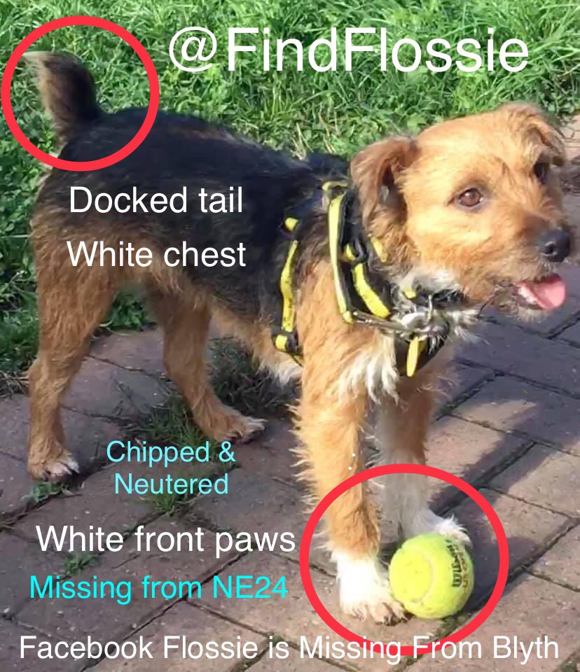 FLOSSIE IS STILL  MISSING 
#findFlossie 
#stolendoghour 
#theftbyfinding 
#missingdog 
#FLOSSIECOMEHOME 
Please keep looking for Flossie. Large reward for safe return, no questions asked 
@MissingPetsGB 
@FindFlossie 
@LisaClareRead2 
@ZuccoIsMissing 
@rosiedoc666
       PLS  RT