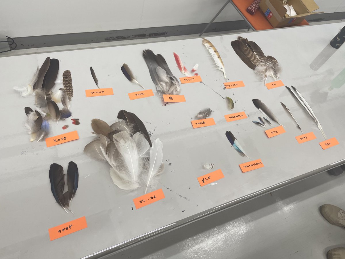 大学の先生が持ってきてくれた世界の鳥の羽根コレクションすごいから見て

なんとなく科で分類してみたけどぜんぜんわかんないご意見ください