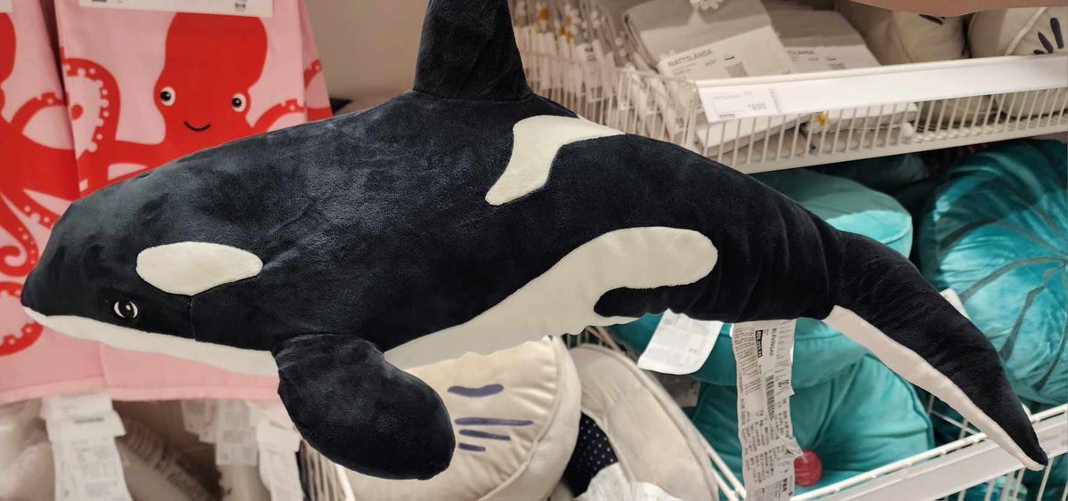 sari_sari_store's tweet photo. hi if anyone knows who claimed my ikea orca plushie (g8, 10, or 11) at the DO earlier ng clearance, pls lmk. i wasn’t able to claim it earlier due to morat and gradprac (lost on palanca night) he’s very important to me, i got him as a gift from my bf last year when he confessed… https://t.co/Lv4qkjEub6
