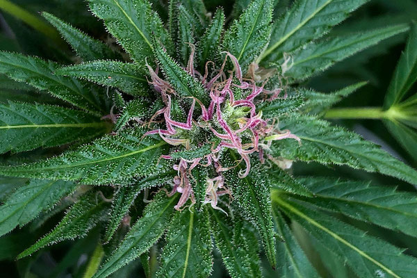 CBGV: The Cannabinoid That Increases the Effects of Medical Marijuana mrstinkysgreengarden.com/2020/05/cbgv-c…