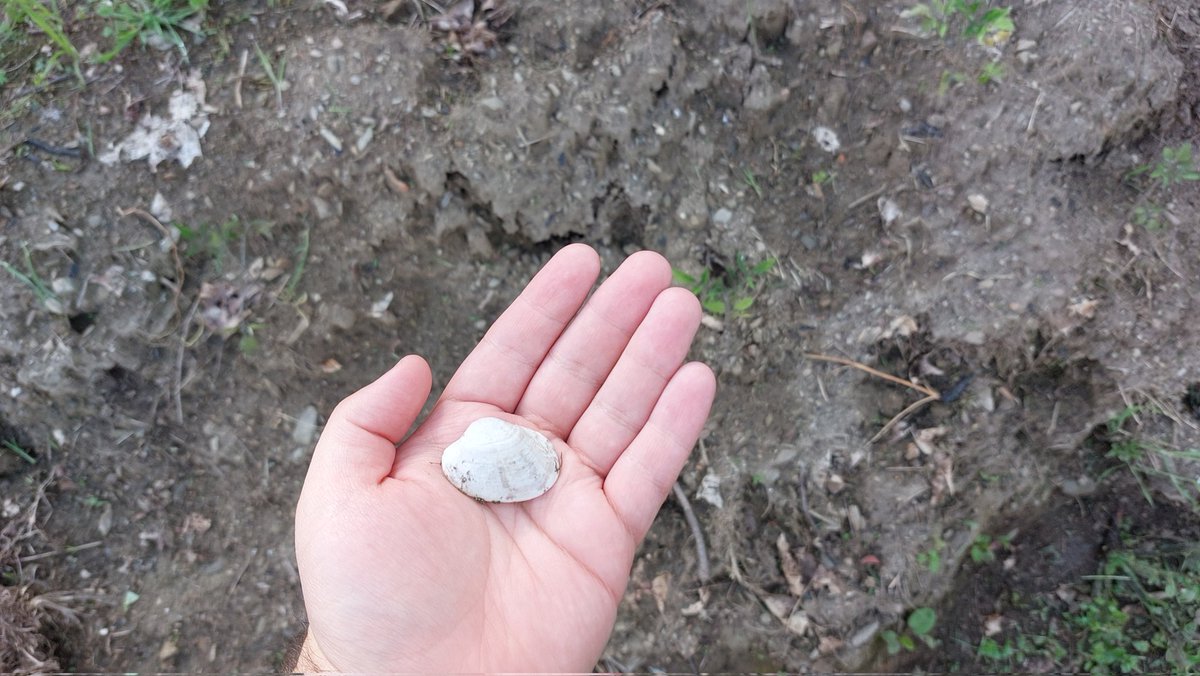 RanguGamer's tweet photo. Acabo de encontrar una concha en el huerto... Esto demuestra el dilivio universal. Jaque mate, ateítos. https://t.co/NLD9aYGmvj