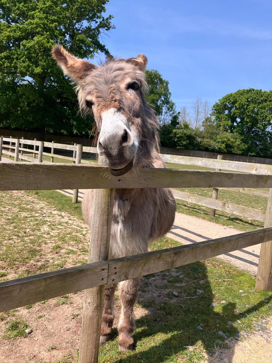 Donkey of the Day  🤗 #donkey #donkeywelfare #donkeys #Eeyore #Ilovedonkeys  #donkeyrescue #donkeylife #donkeysanctuary #haven #donkeyhaven #donkeylove #donkeyphotography Photo credit: Hayling Island Donkeys