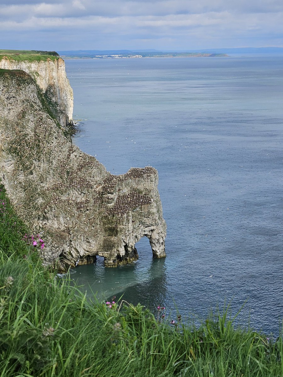 A change of scenery today , walking from @Bempton_Cliffs to Flamborough. All the usual seabirds so far plus 8 Bottle-nosed Dolphin traveling North