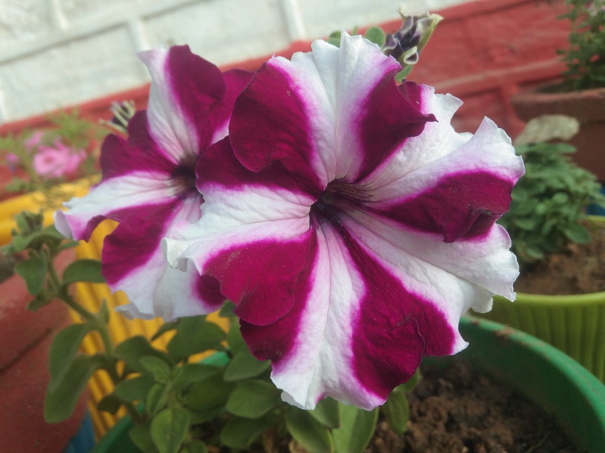 🌿🌀For beautiful 🌀🌿