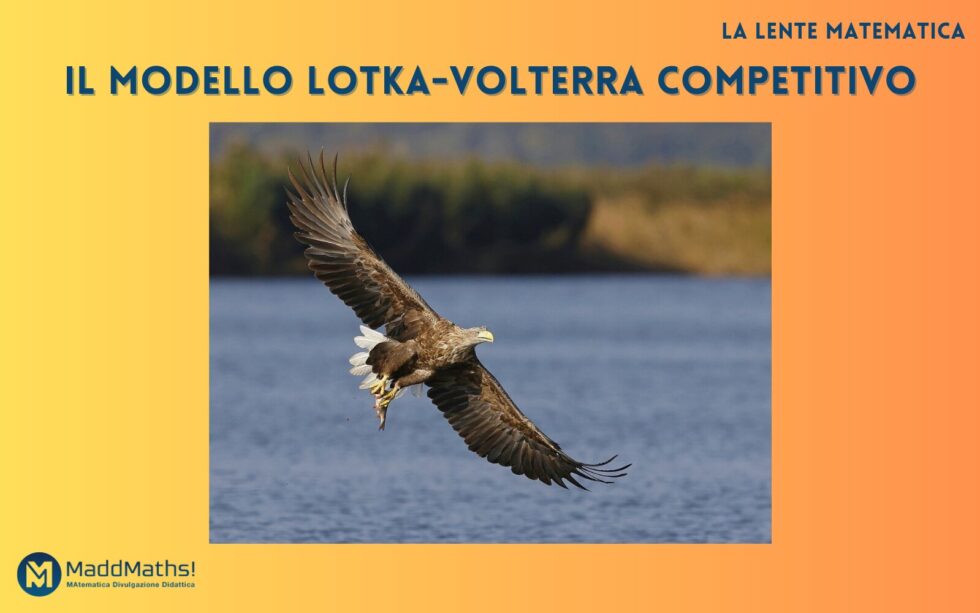 Da quasi un secolo il modello Lotka-Volterra è uno dei più applicati ai problemi ecologici. Nel corso del tempo è stato modificato così da adattarsi a diversi scenari. È il caso del modello Lotka-Volterra competitivo. 

➡ Leggi l'articolo di @marcomenale: maddmaths.simai.eu/divulgazione/i…