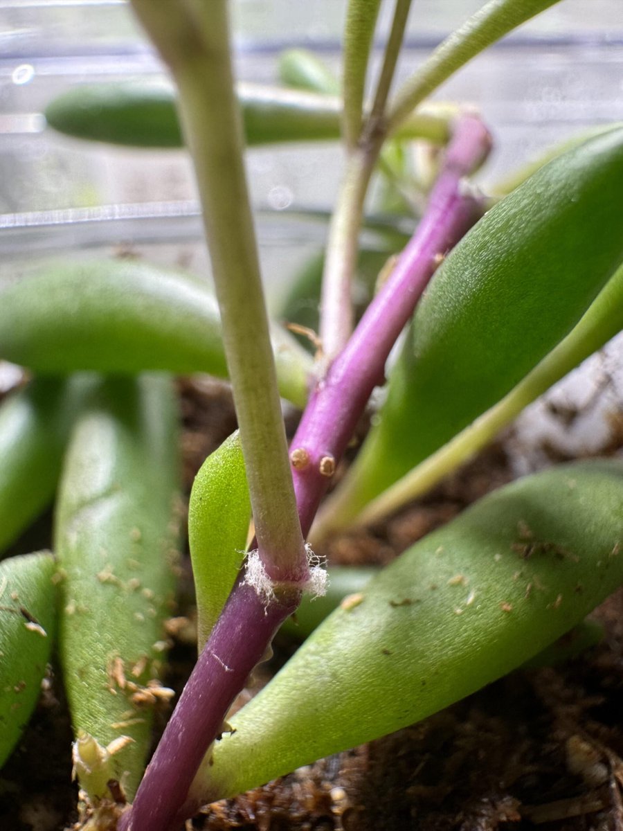 Proplifted these plants from the hardware store and I’m just noticing these white fluffy p ... allforgardening.com/870976/proplif… #Proplifting