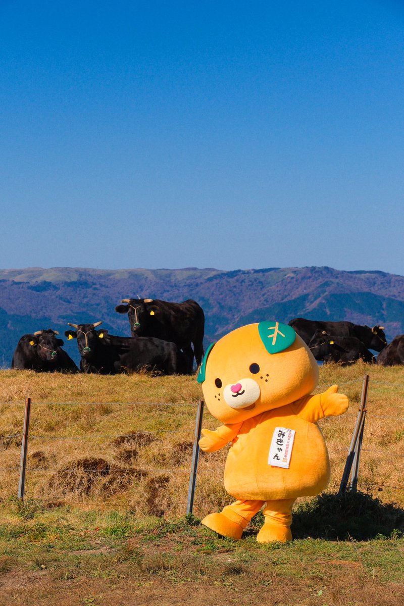 こんにちきゃん🍊 🐮さんたちとのベストショット📸✨ いっぱい遊べて楽しかったけん🌟☘️⛰️ #みきゃん　#愛媛県　#四国カルスト