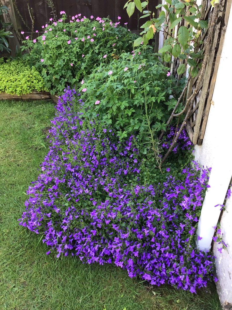 Should give them the Chelsea chop but don’t have the heart to do it.