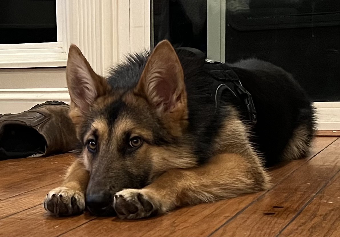 Pepper is 8 months and has the most beautiful face; she is an energetic and a complete bundle of energy. Easy to train but still needs training and socialization classes to be a good pup. wagtopia.com/search/pet?id=… #AdoptDontShop #GSD #RescueDogs