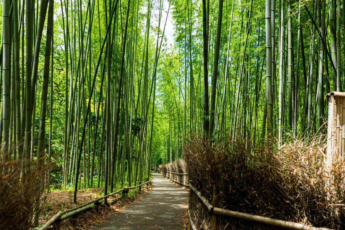 GoWithGuide's tweet image. Let’s start #mondayfunday by exploring the beauty of Kyoto with local expert Eric T. From serene temples to the #giondistrict, he made every moment special for traveler Rafael P. 
Tour Guide: Eric T., check him out here gowithguide.com/supplier/6792