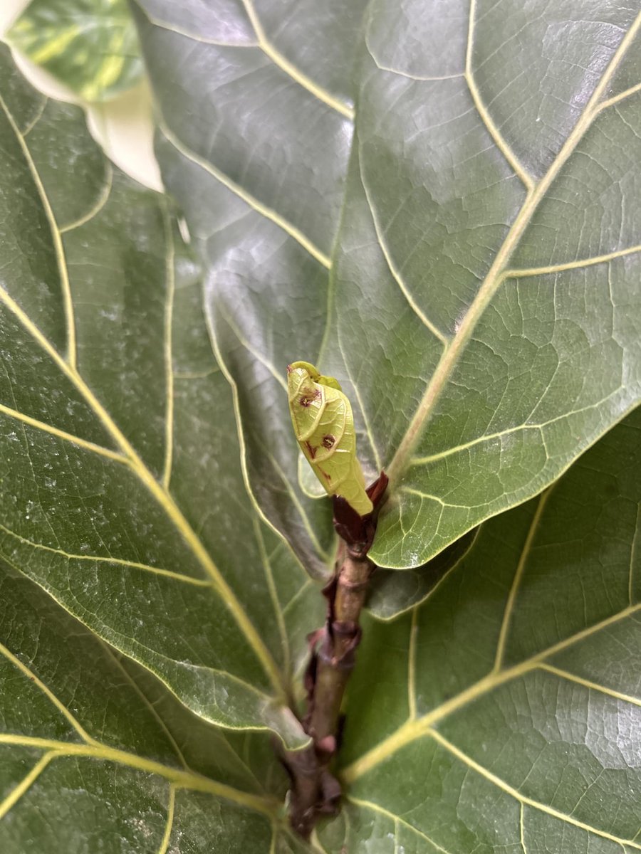 Is this normal or is there something wrong? allforgardening.com/870978/is-this… #FicusLyrata #FiddleLeafFig